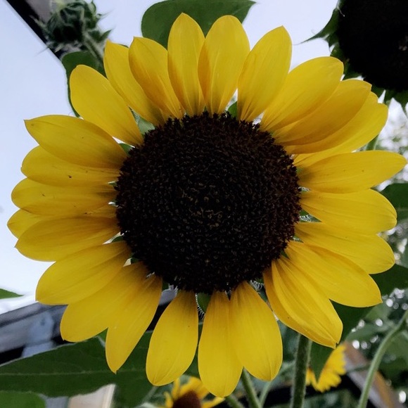 Meet your Posher, Cora - Picture 1 of 1